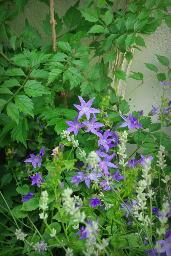 It's Not Work, It's Gardening! What zone am I?